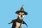 Halloween Dog in witch hat and bat costume on blue background, Halloween card, pet food,veterinary clinics,concept of holiday