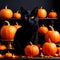 Halloween etude with black cat and pumpkins