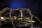 Halloween Euphonium Tuba Snake Spider