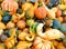 Halloween Fall Pumpkin and Squash Background