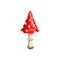 Halloween fly agaric mushroom or amanita plant