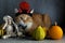 Halloween ginger cat with evil hat laying down with skeleton and pumpkins on gray background