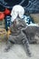 Halloween, gray young cat with green eyes and a yellow bow on a background of a mystical decor