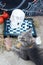 Halloween, gray young cat with green eyes and a yellow bow on a background of a mystical decor