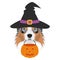Halloween greeting card. Australian Sheperd dog dressed as a witch with black hat and a pumpkin in the mouth