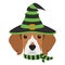 Halloween greeting card. Beagle dog dressed as a witch with black and green hat and scarf