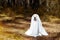 A Halloween greeting card. Beagle dog wearing a ghost costume sitting