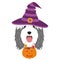 Halloween greeting card. Bearded Collie dog dressed as a witch with purple hat and a pumpkin with candies in the mouth