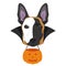 Halloween greeting card. Belgian Sheperd Malinois dog with a white half mask over his face, black cape and a pumpkin in the mouth