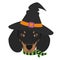 Halloween greeting card. Dachshund dog dressed as a witch with black hat and green and black scarf