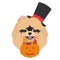 Halloween greeting card. Pomeranian dog with top hat, mask and a pumpkin with candies in the mouth