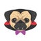 Halloween greeting card. Pug dog dressed as a vampire with fangs, bow tie and cape