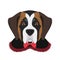 Halloween greeting card. Saint Bernard dog dressed as a vampire with fangs and cape