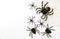 Halloween holiday concept group of spider walk on spider web on