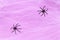 Halloween holiday concept. White spider web with two black spider web purple background