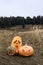 Halloween holiday symbol. Three carved jack-o-lantern pumpkins on the grass in the field.