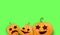 Halloween Horizontal web Banner or poster with Halloween scary pumpkins isolated on green screen background. Funky kids