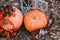 Halloween inspiration. Autumn still life. pumpkin, dry roses, viburnum honey cake. in a vase. twigs. Mr. and Miss