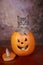 Halloween Kitten