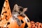 A Halloween kitten with bat wings sleeps in a pumpkin on a black background.