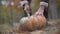 Halloween. Male chops a pumpkin with a butcher knife.