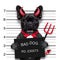 Halloween mugshot dog