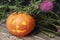 Halloween. Orange pumpkin with lit candle inside and sprig of thistle. Black wooden background