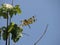 a Halloween Pennant dragonfly on a maple sapling, against a clear blue sky