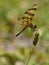 Halloween Pennant Dragonfly posing