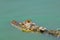 Halloween Pennant dragonfly riding on an alligator`s head.