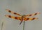 The Halloween Pennant Posing