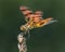 Halloween Pennant VIII