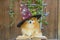 Halloween Pet. Cute dog Orange Pomeranian Spitz in costume black witch hat with magic book spells