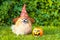 halloween pet. happy red haired ginger dog Pomeranian spitz in red hat witch costume with pumpkin Jack