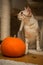 Halloween preparation. Cat and pumpkin. Curious male ocicat play