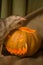 Halloween preparation. Cat and pumpkin. Jack-o-lantern. Curious