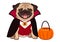 Halloween pug dog in vampire costume cartoon illustration. Cute