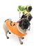 Halloween Pugs