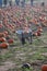 Halloween pumkin patch farm land.heavy produce in a wheelbarrow
