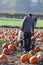 Halloween pumkin patch farm land.heavy produce in a wheelbarrow