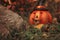 Halloween pumpkin in autumn forest nature. Fall Season mood photo