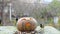 Halloween pumpkin and birds in the feeder