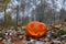 Halloween pumpkin burning in forest in dusk