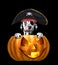 Halloween pumpkin with cute dog in pirate costume - isolated on black