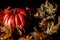 halloween pumpkin decorations and leaves and skulls autum fall colors