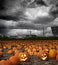 Halloween pumpkin field