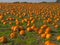 Halloween Pumpkin field background image