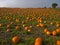 Halloween Pumpkin field background image