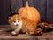 Halloween pumpkin jack-o-lantern and ginger kitten on black wood