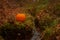 Halloween pumpkin on leaves in woods